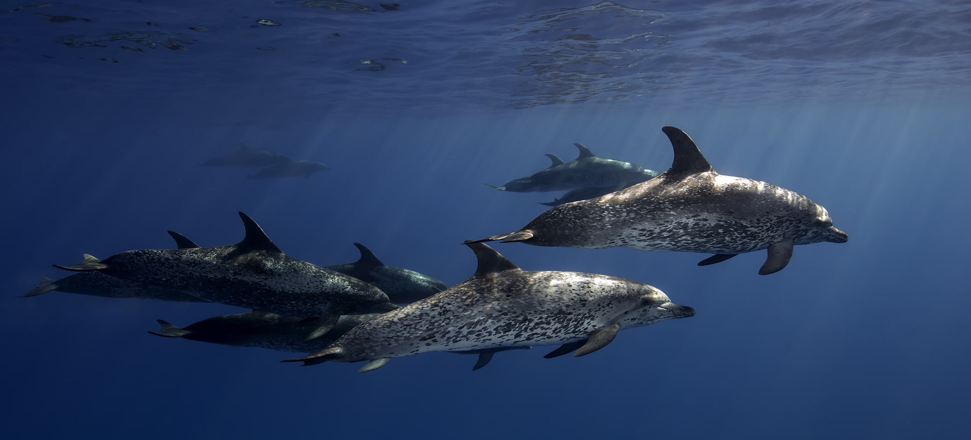 Underwater Photograph of Dolphins in the Bahamas