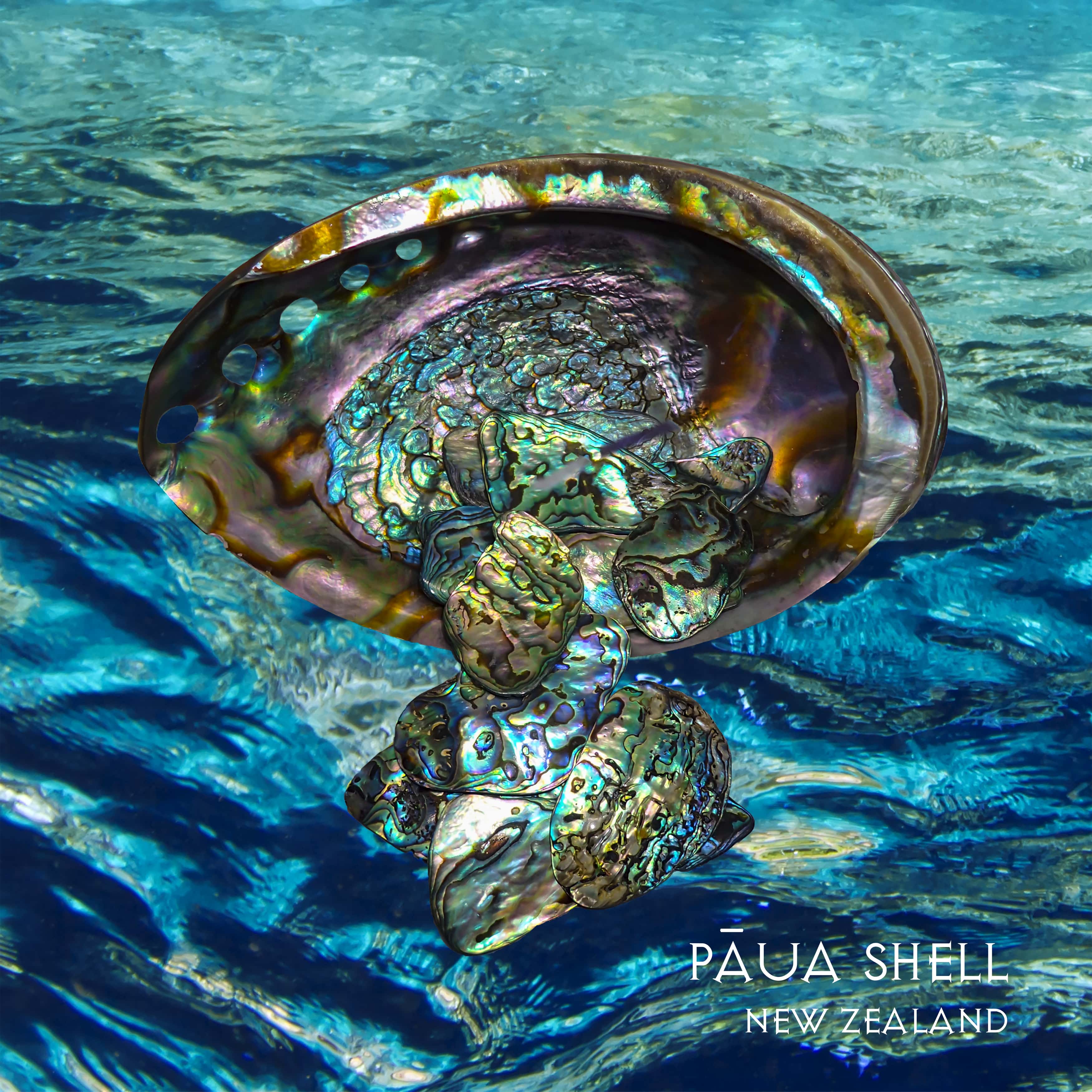 Picture of Paua Shell-Abalone for this Category